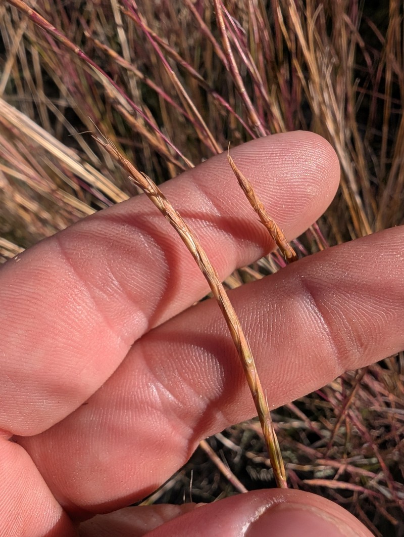 Texas Bluestem photo 8