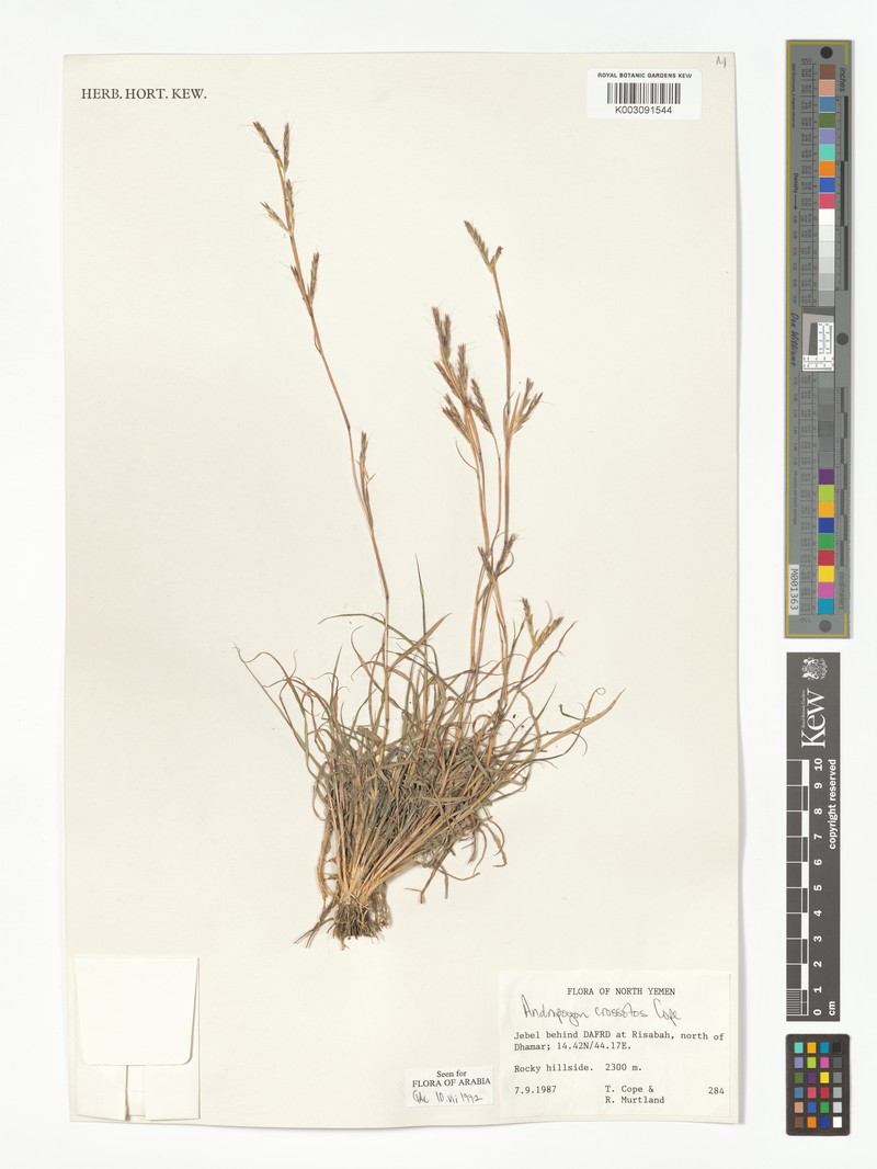 Andropogon crossotos