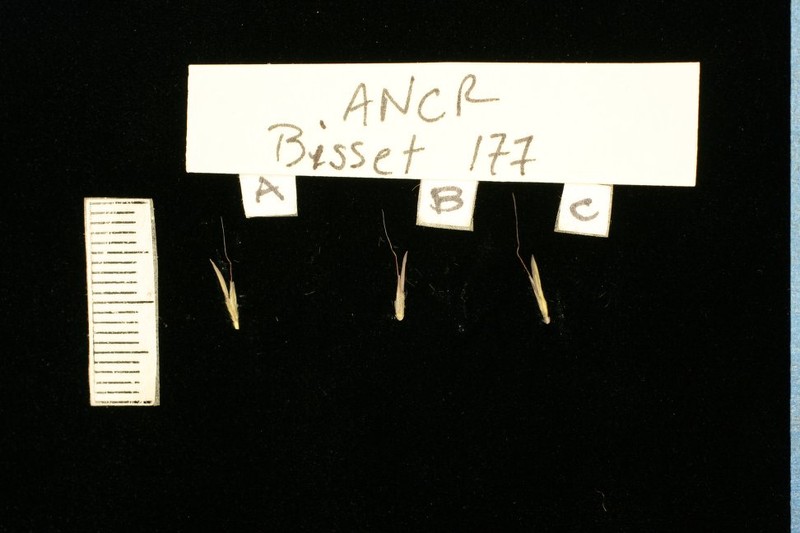 Andropogon crossotos photo 2