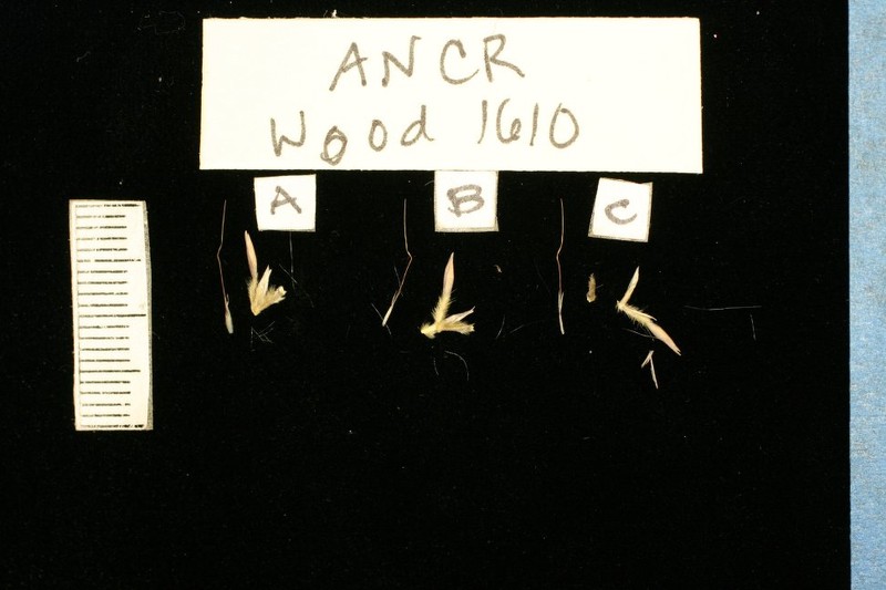 Andropogon crossotos photo 3