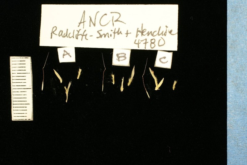 Andropogon crossotos photo 4