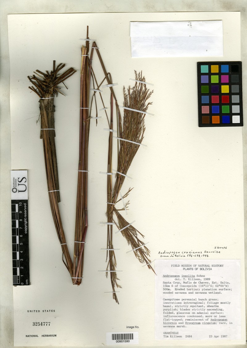 Andropogon crucianus