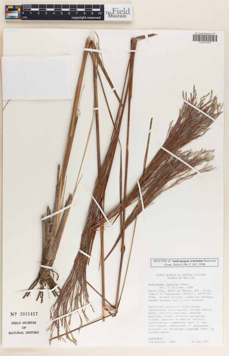Andropogon crucianus photo 2