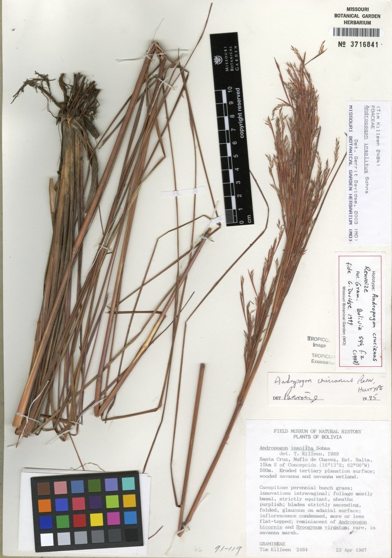 Andropogon crucianus photo 3