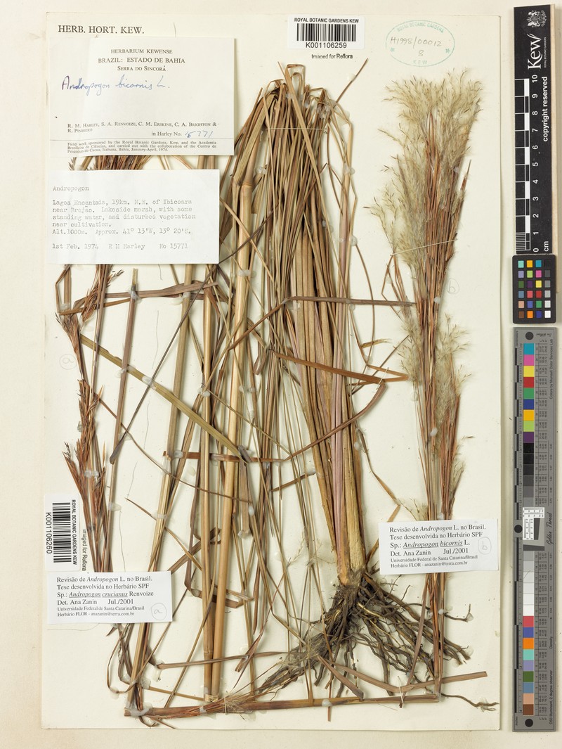 Andropogon crucianus photo 4