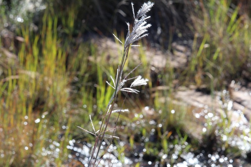 Andropogon dewetii