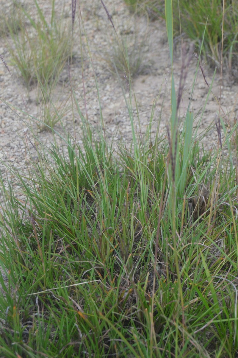Andropogon dewetii photo 2