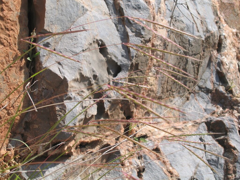 Andropogon distachyos