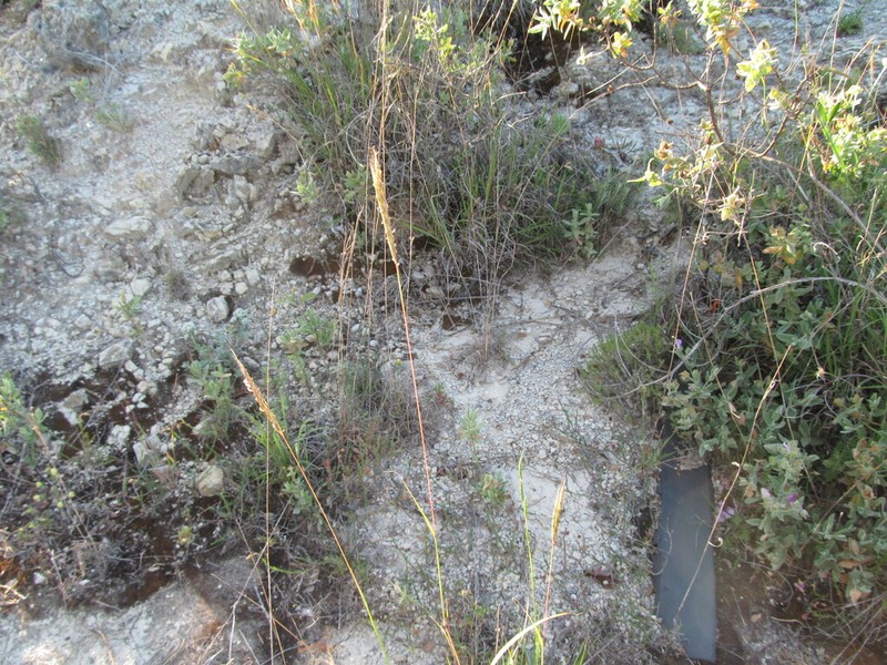 Andropogon distachyos photo 2