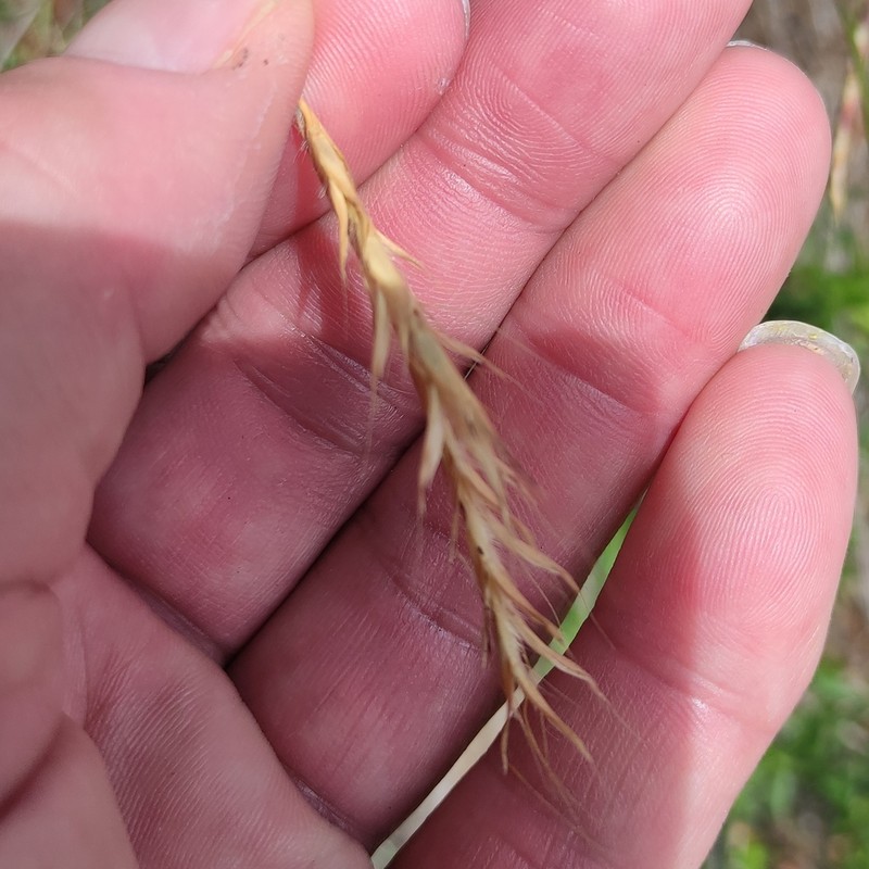 Andropogon distachyos photo 3