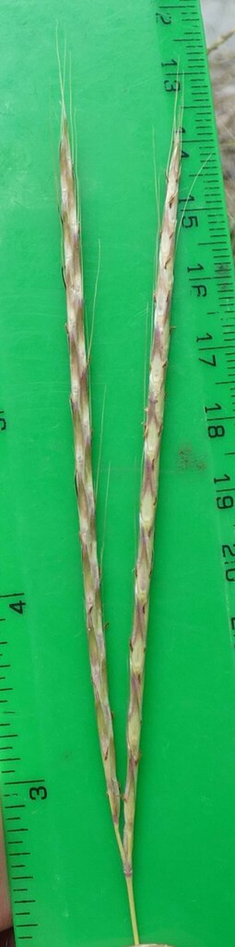 Andropogon distachyos photo 4
