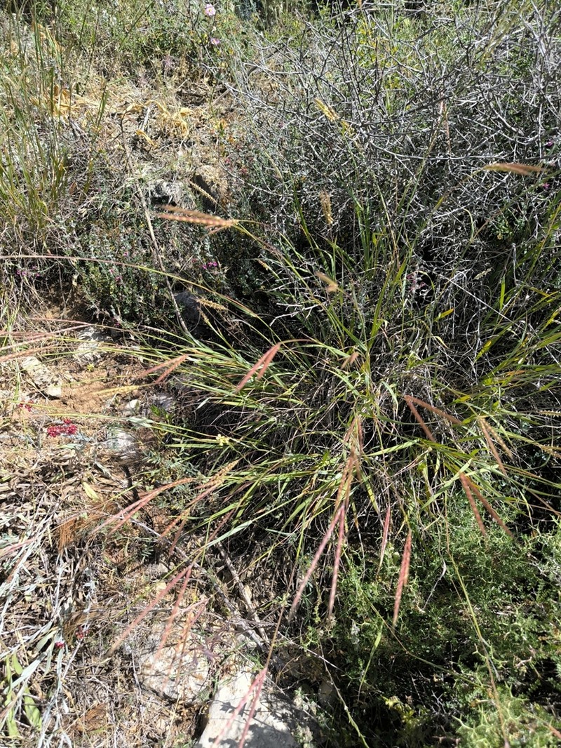 Andropogon distachyos photo 5