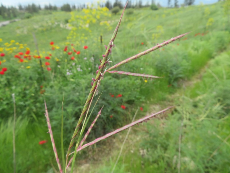 Andropogon distachyos photo 7