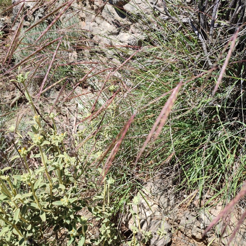 Andropogon distachyos photo 8