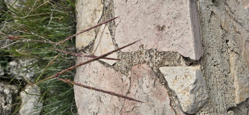 Andropogon distachyos