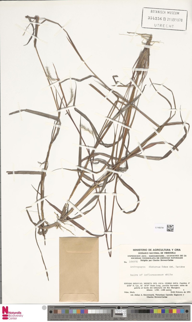 Andropogon diuturnus