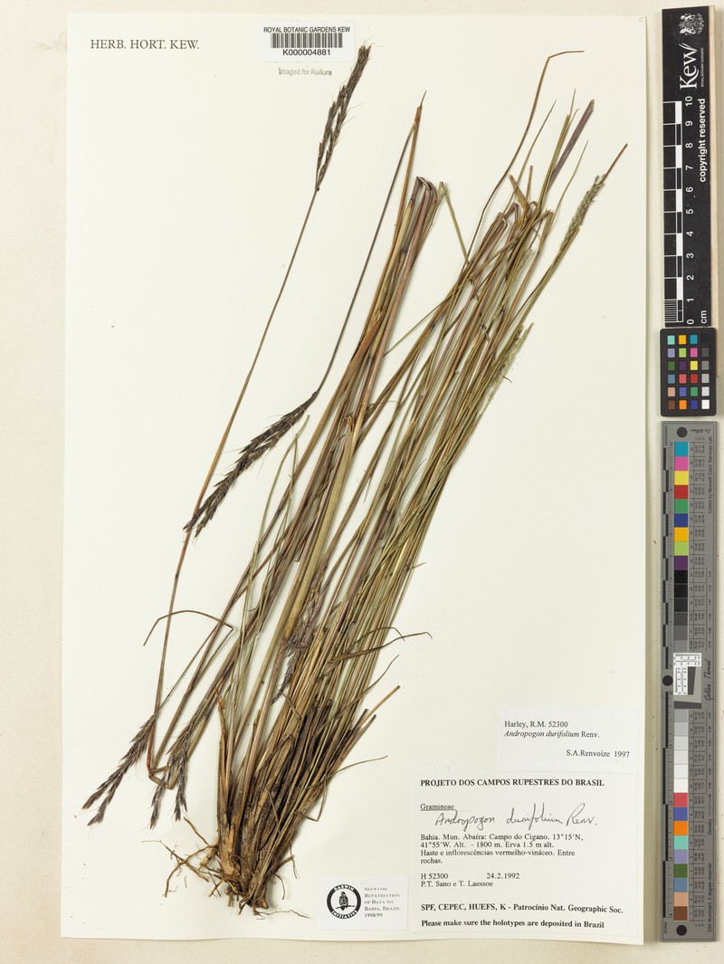 Andropogon durifolius
