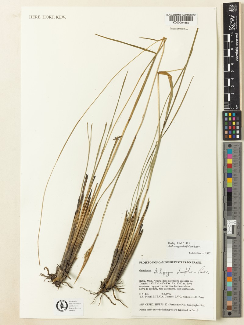 Andropogon durifolius photo 2