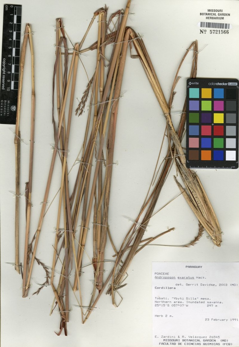 Andropogon exaratus photo 2