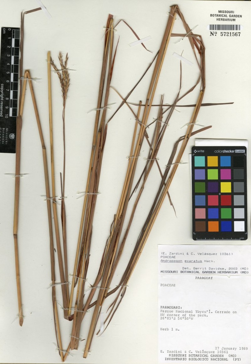 Andropogon exaratus photo 3