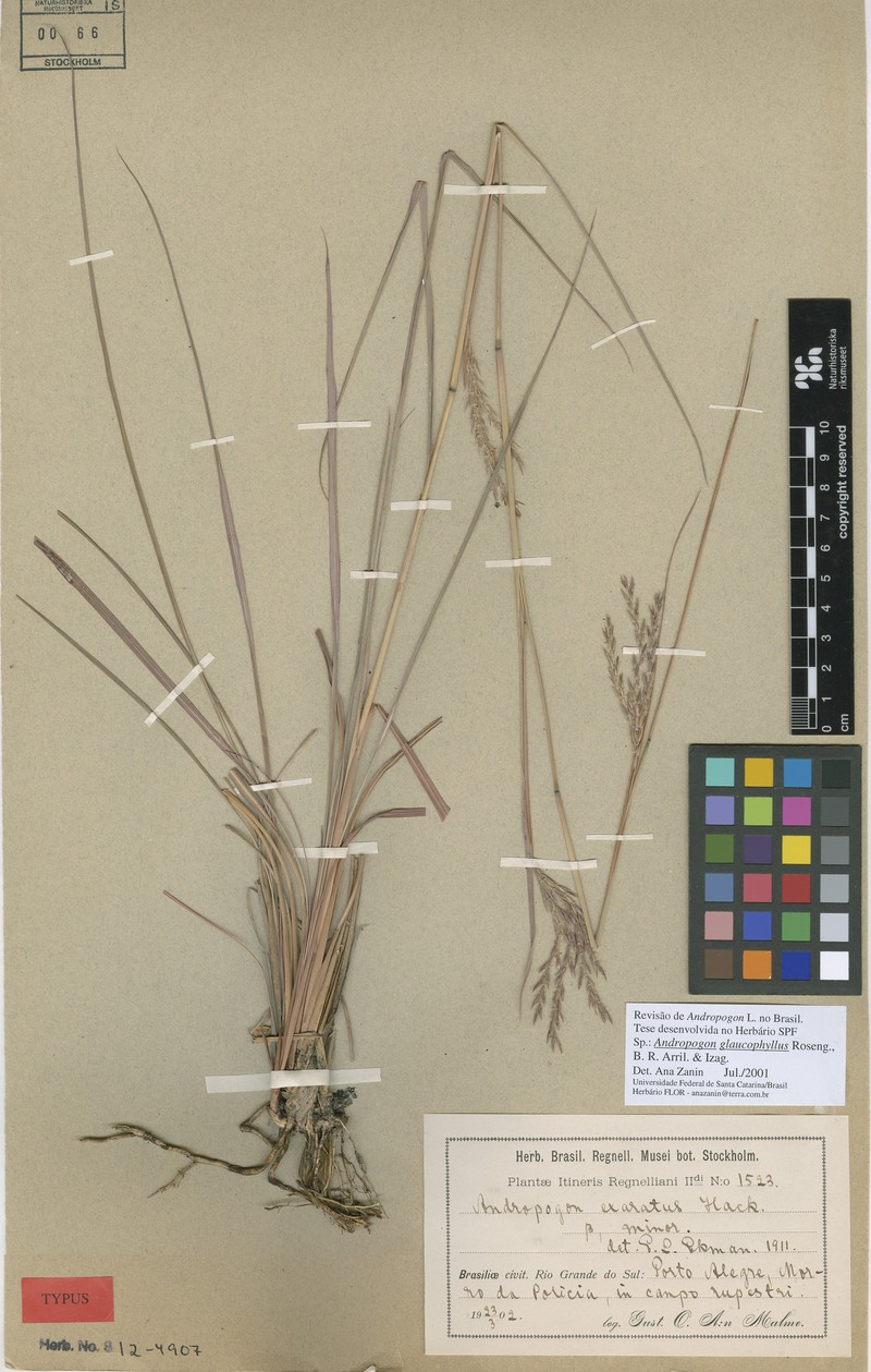 Andropogon exaratus