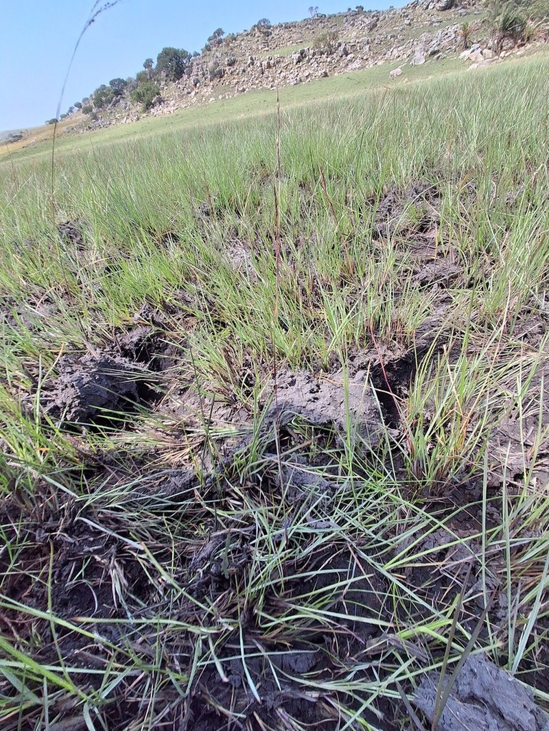 Andropogon festuciformis