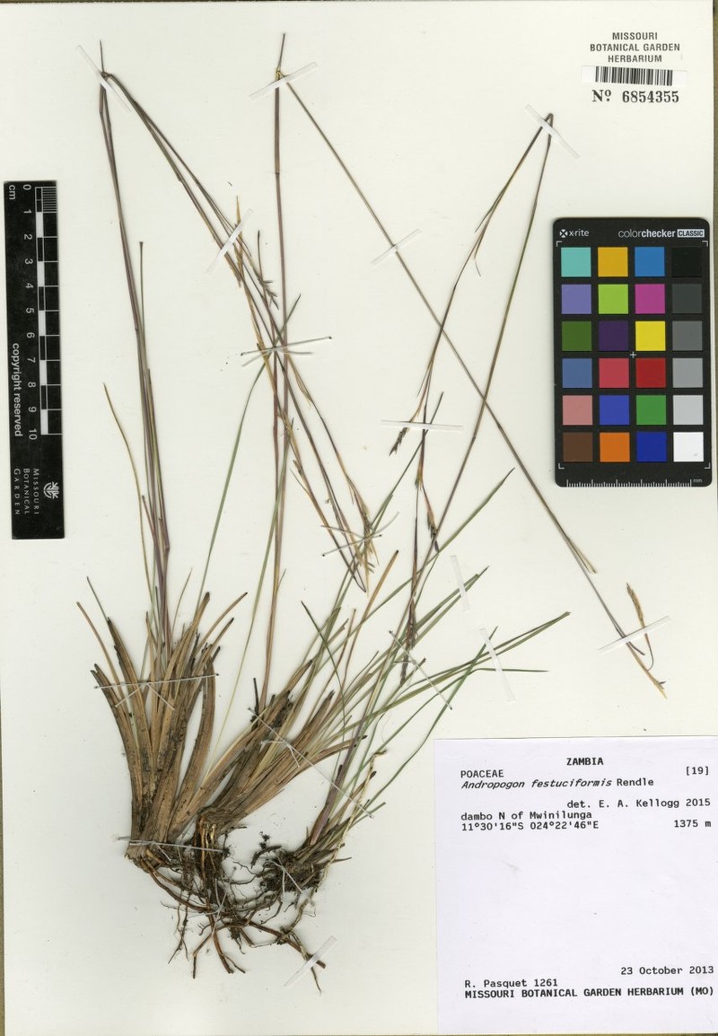 Andropogon festuciformis photo 3