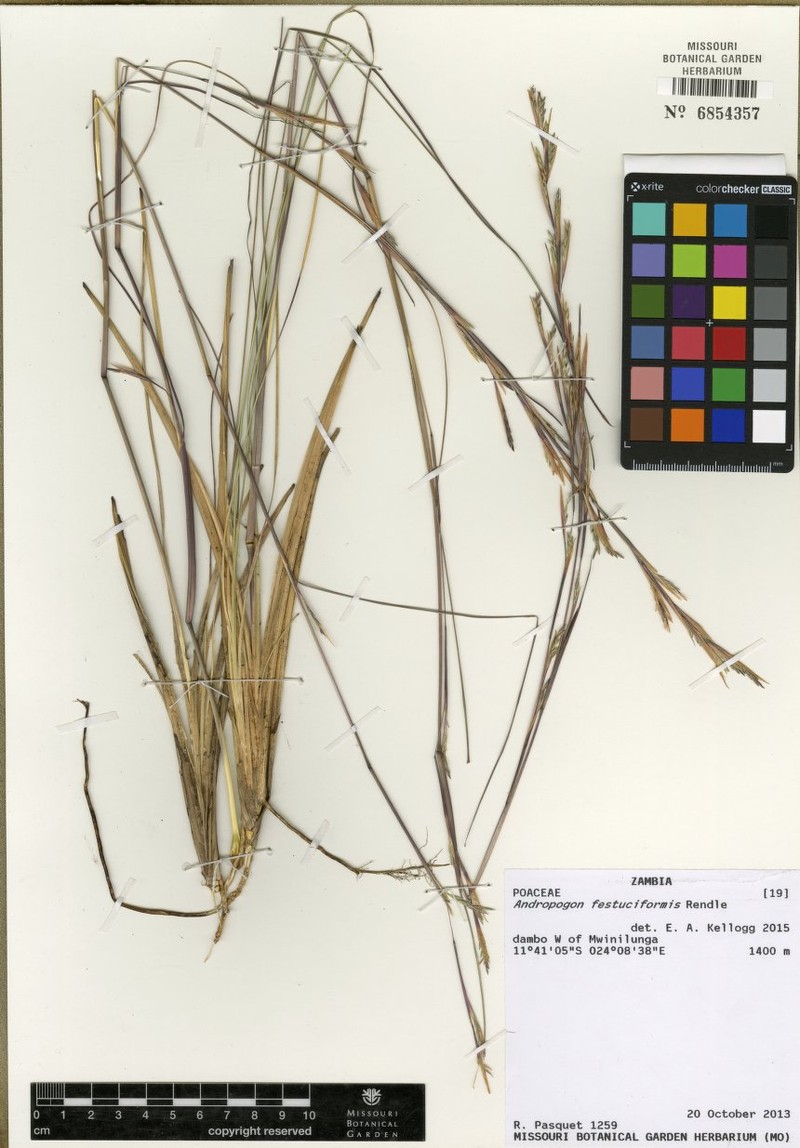 Andropogon festuciformis photo 4