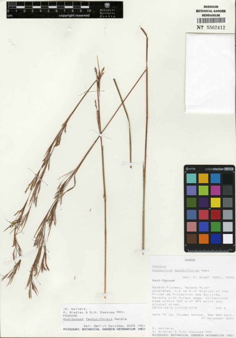 Andropogon festuciformis photo 5