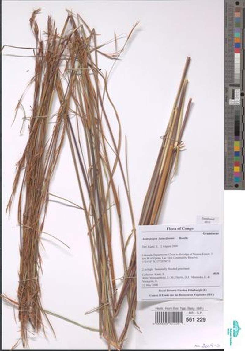 Andropogon festuciformis
