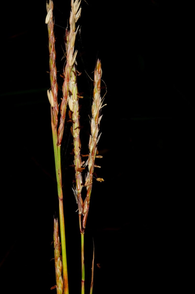 Andropogon gabonensis