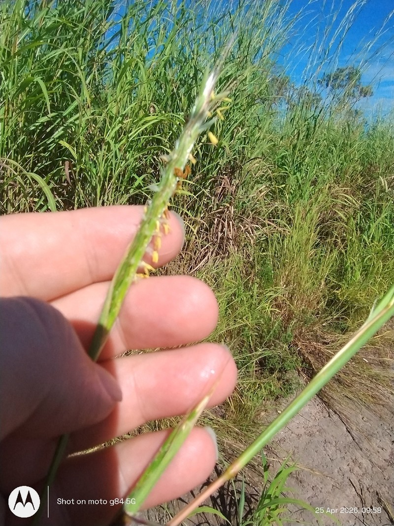 Bluestem photo 2