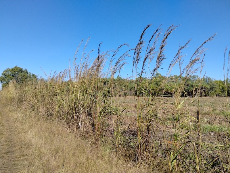 Bluestem photo 3
