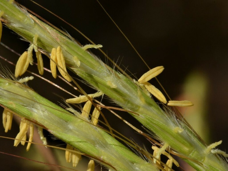 Bluestem photo 4