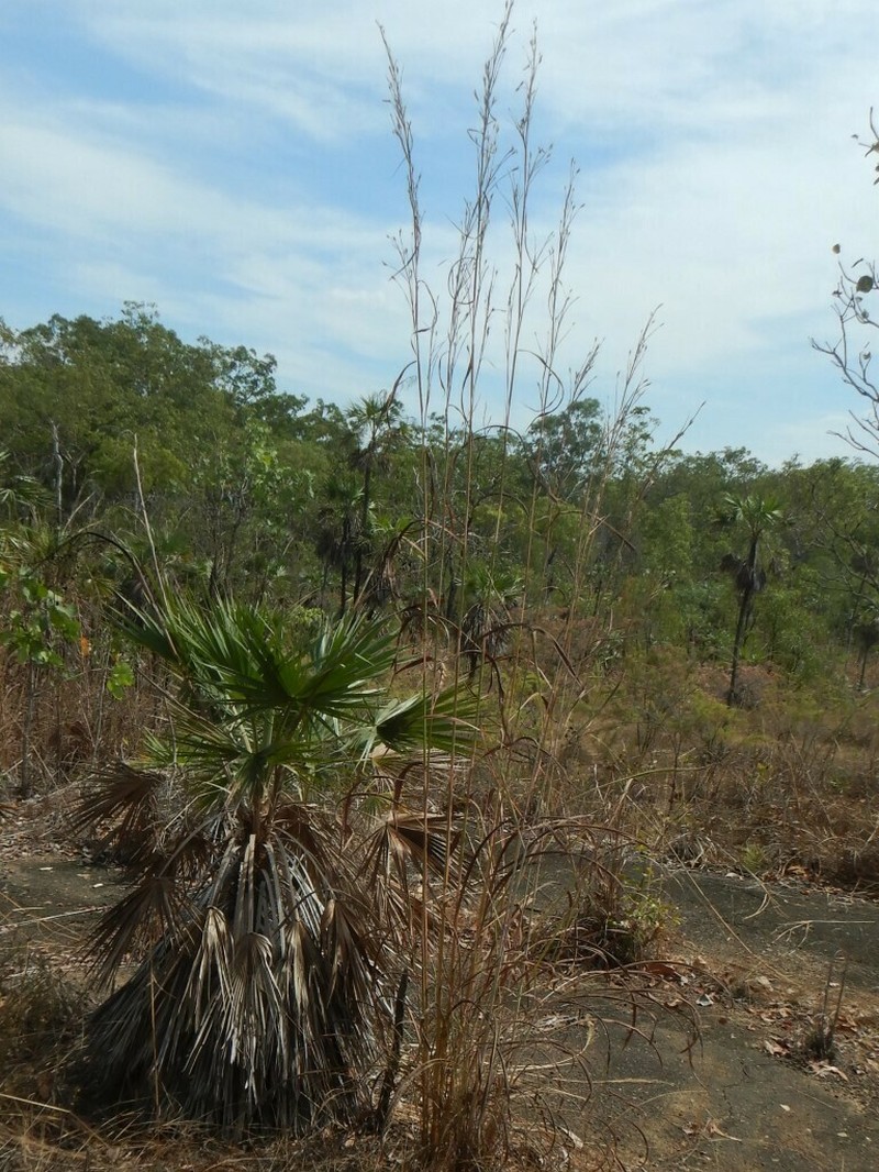 Bluestem photo 5
