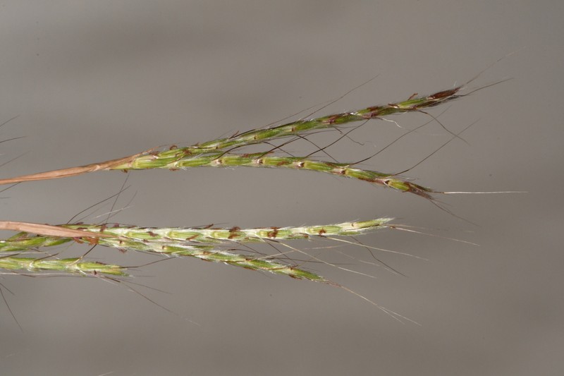 Bluestem photo 6