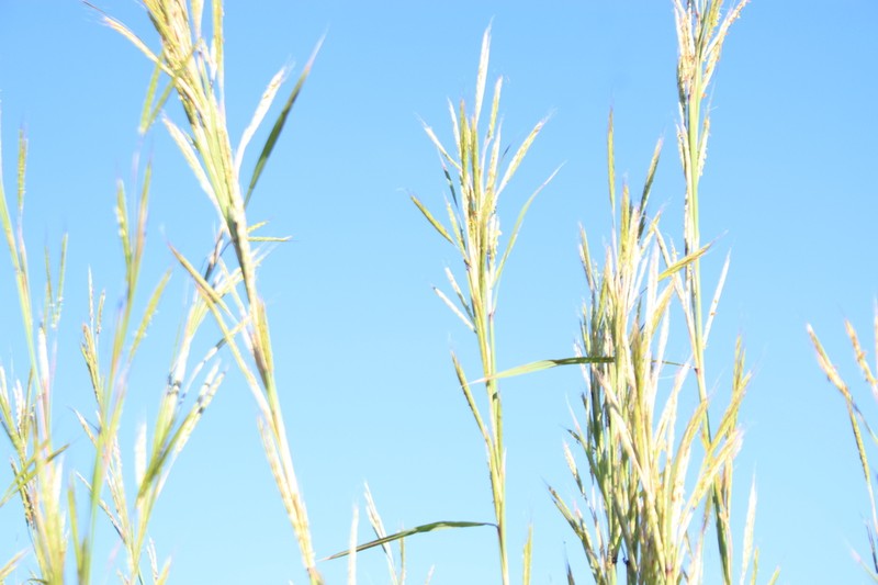 Bluestem photo 7
