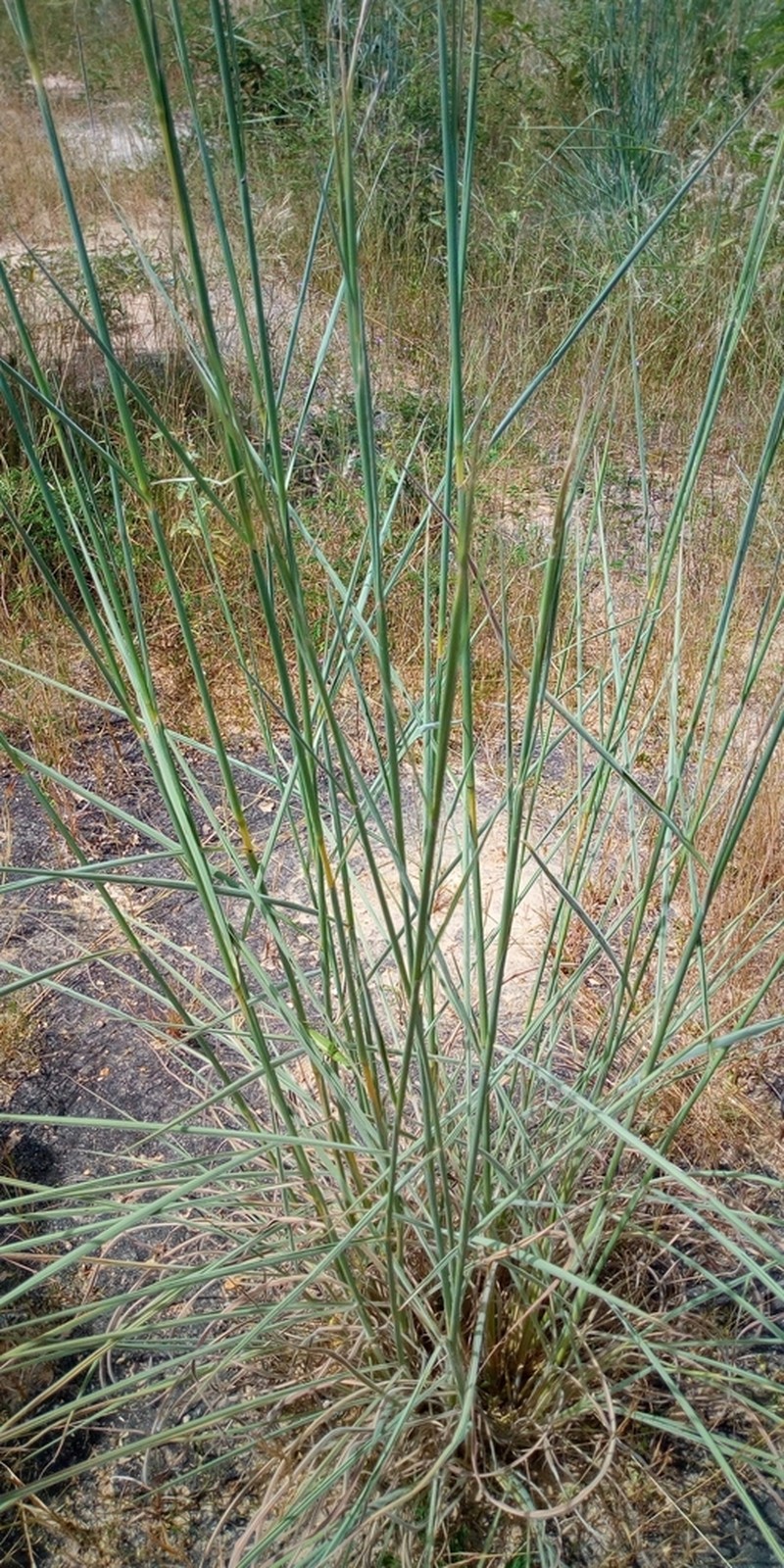 Bluestem photo 8