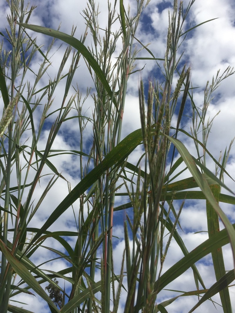 Bluestem photo 2