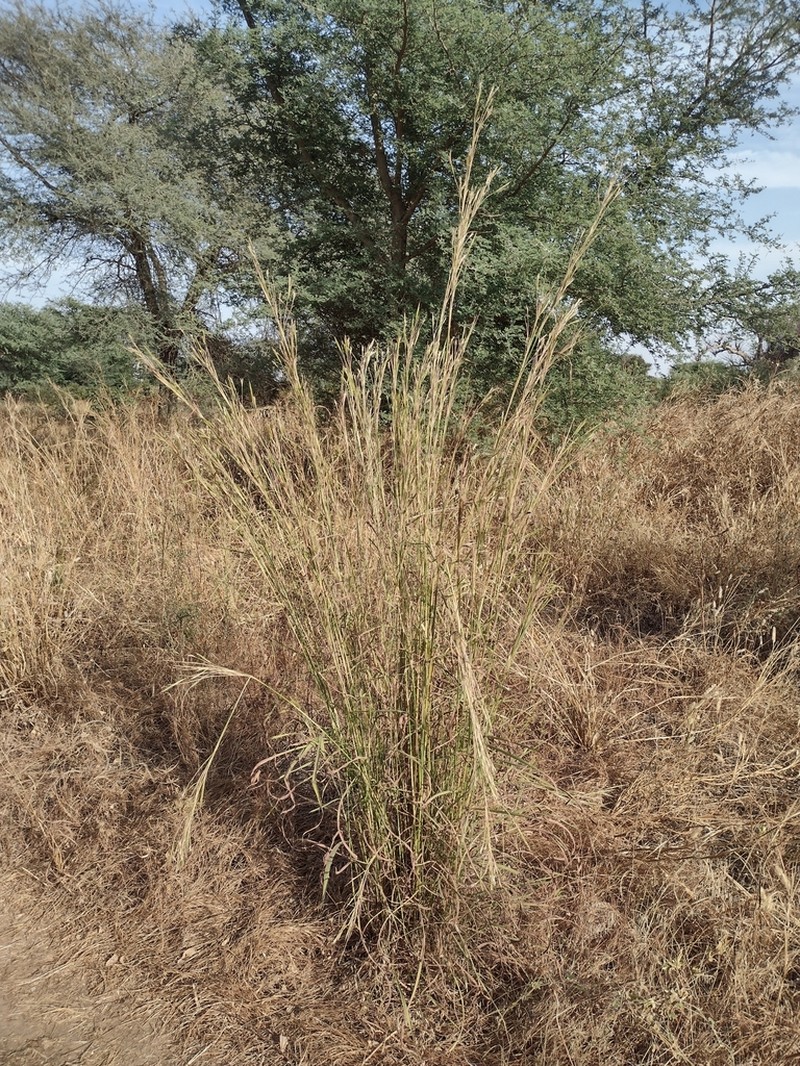 Bluestem photo 3