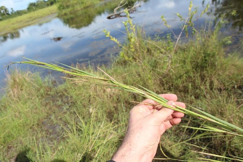 Andropogon gayanus var. bisquamulatus