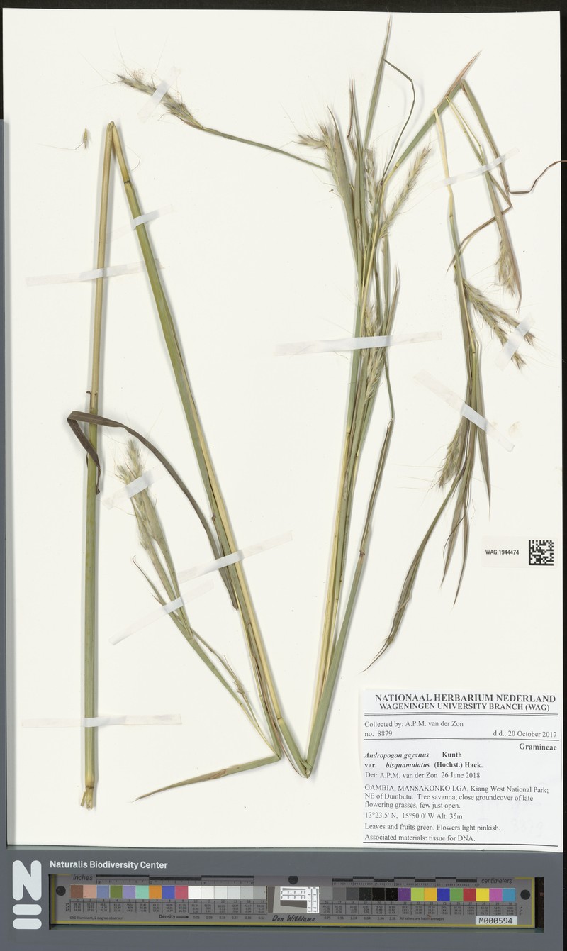 Andropogon gayanus var. bisquamulatus photo 2