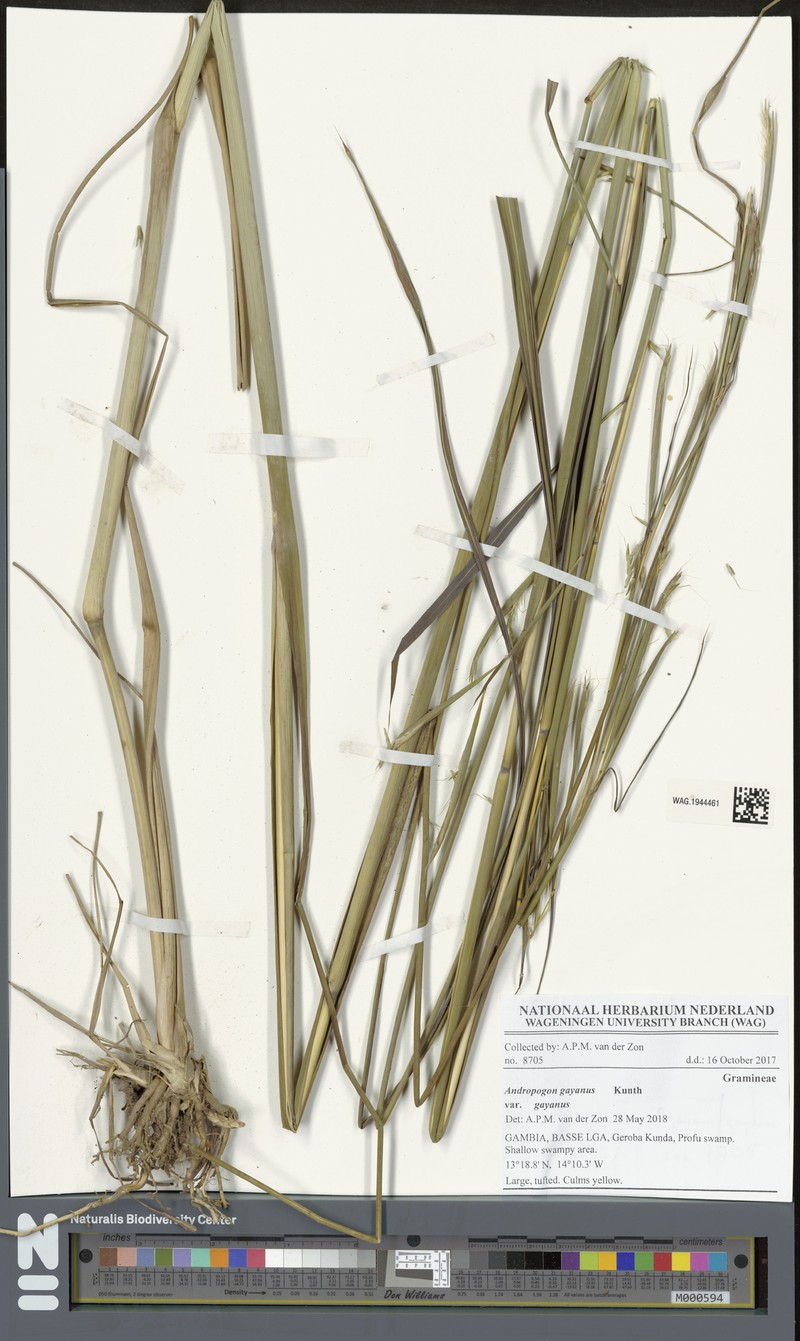 Andropogon gayanus var. gayanus