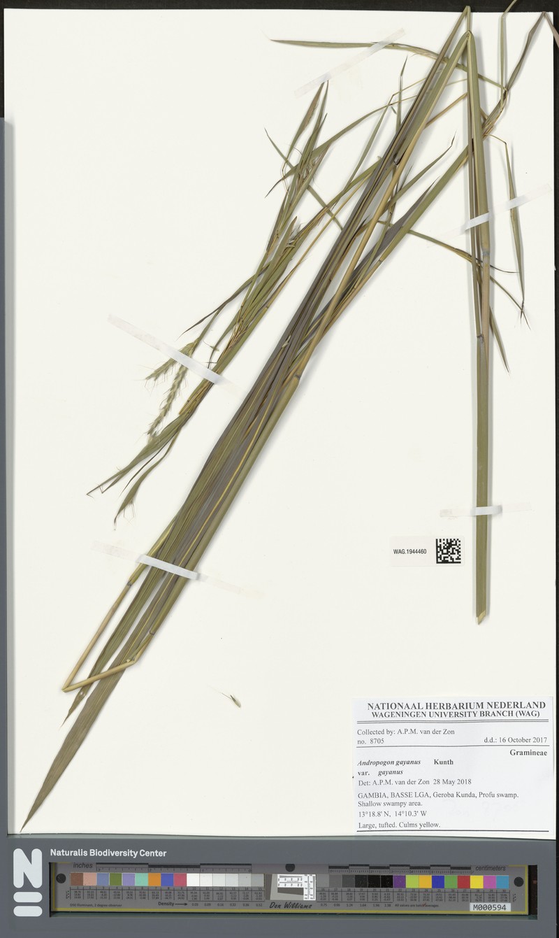 Andropogon gayanus var. gayanus photo 2
