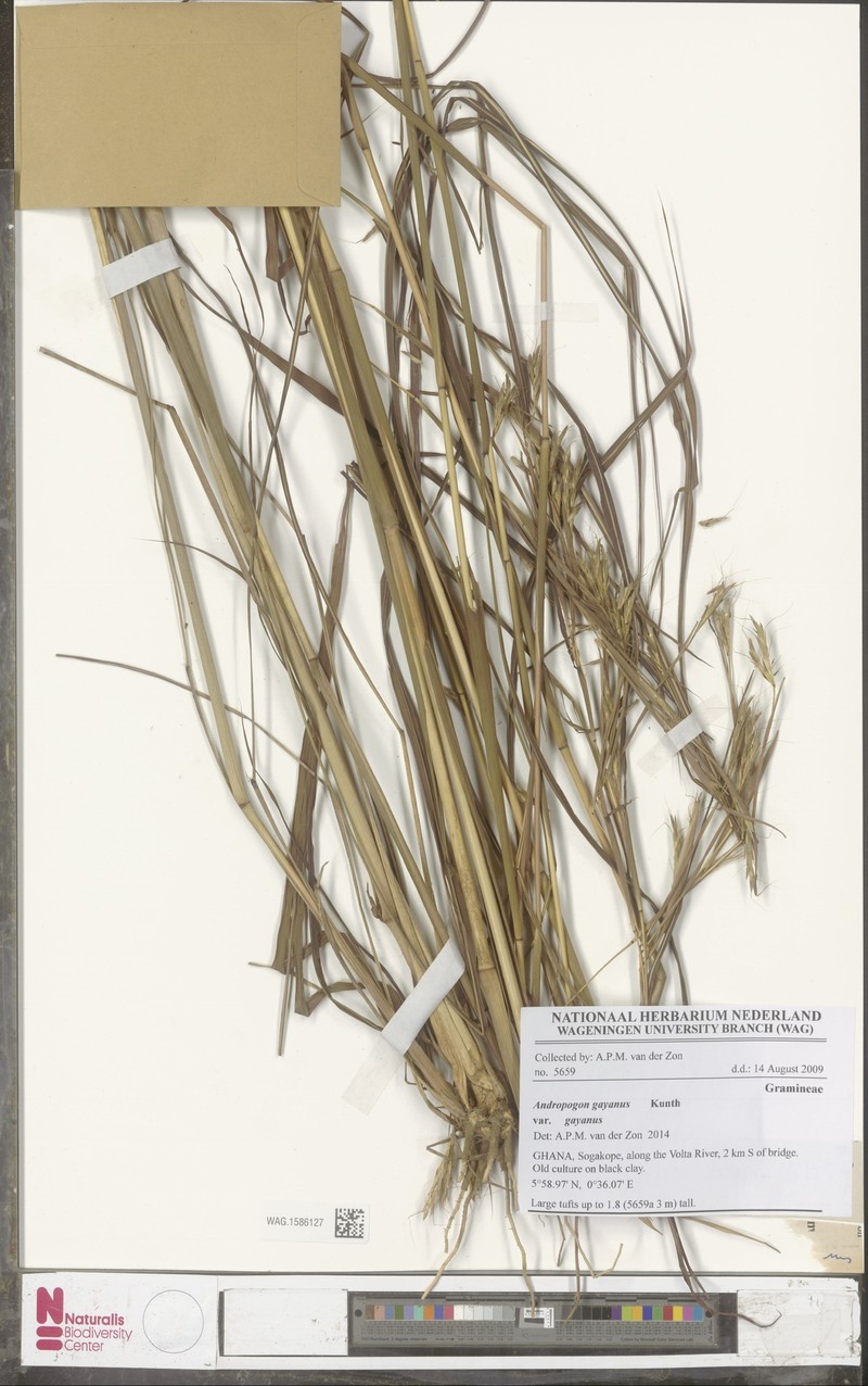 Andropogon gayanus var. gayanus photo 3