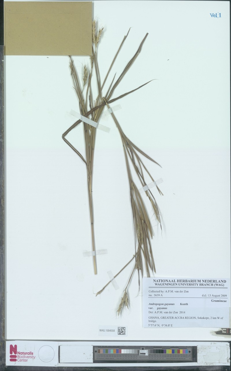 Andropogon gayanus var. gayanus photo 4