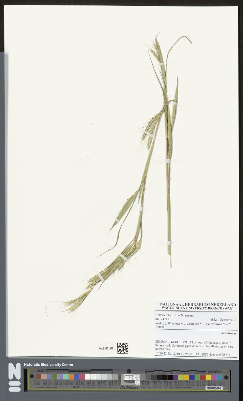 Andropogon gayanus var. polycladus