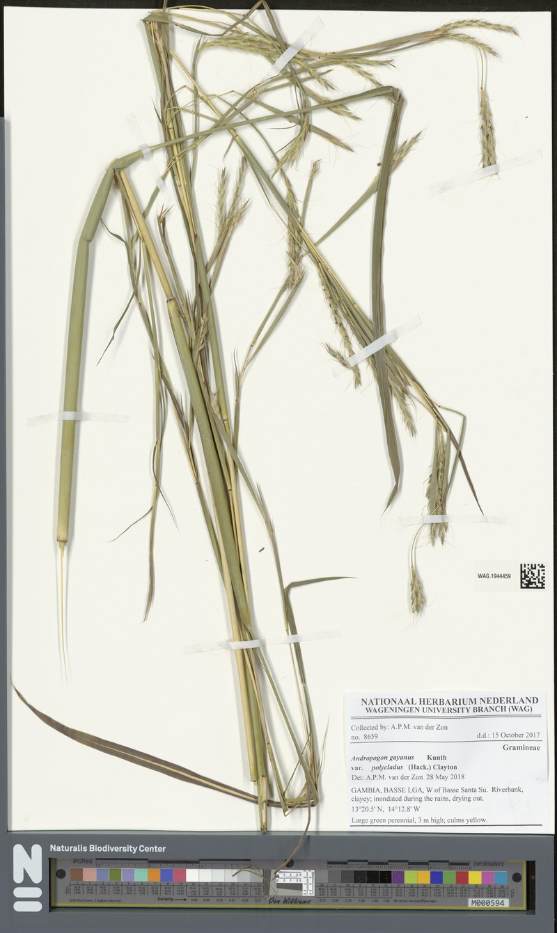 Andropogon gayanus var. polycladus photo 2