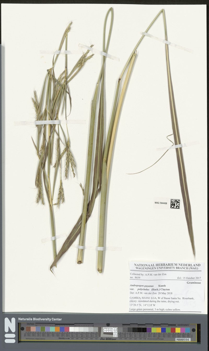Andropogon gayanus var. polycladus photo 3