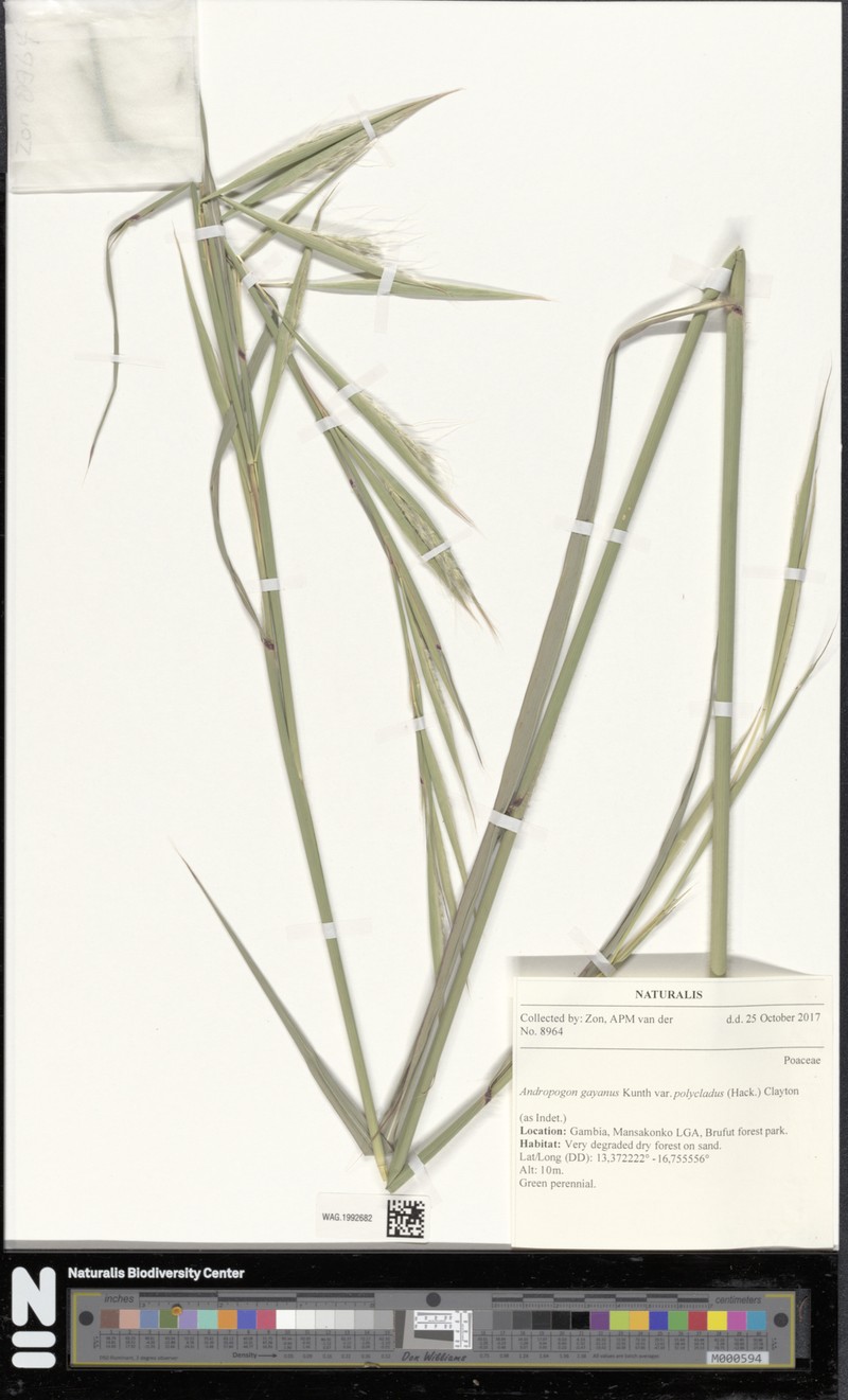 Andropogon gayanus var. polycladus photo 4